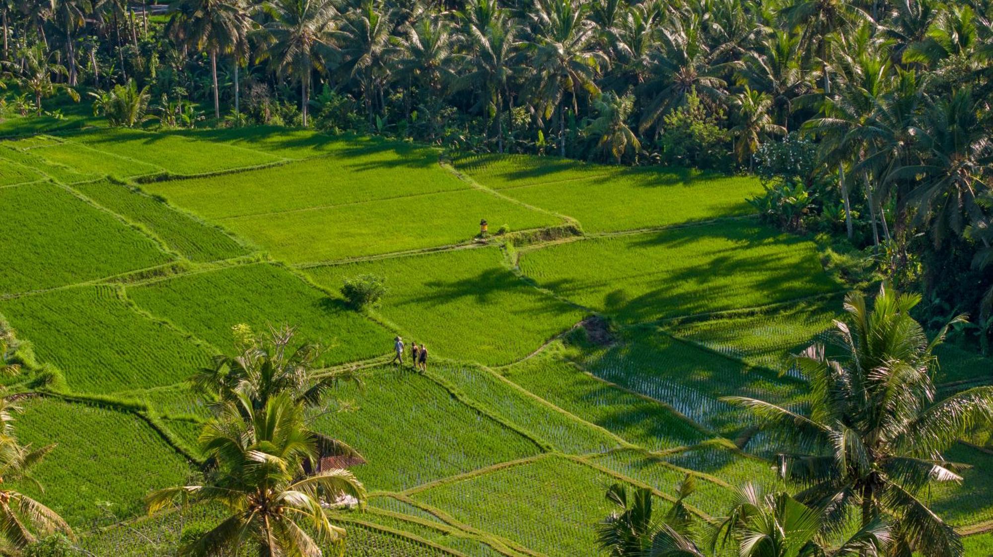 Lasamana Villas Ubud By Pramana Villas エクステリア 写真